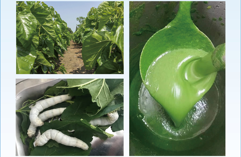 鮮桑葉制備家蠶飼料加工解決方案