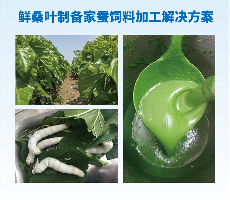 鮮桑葉制備家蠶飼料加工解決方案.jpg